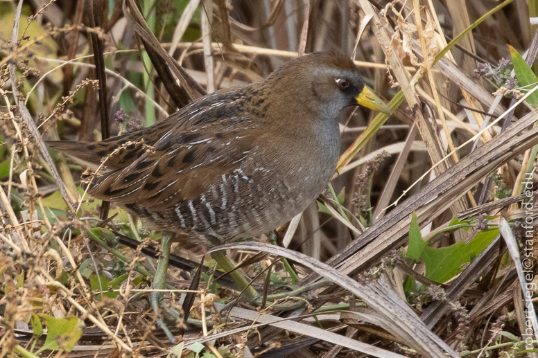 palo alto baylands